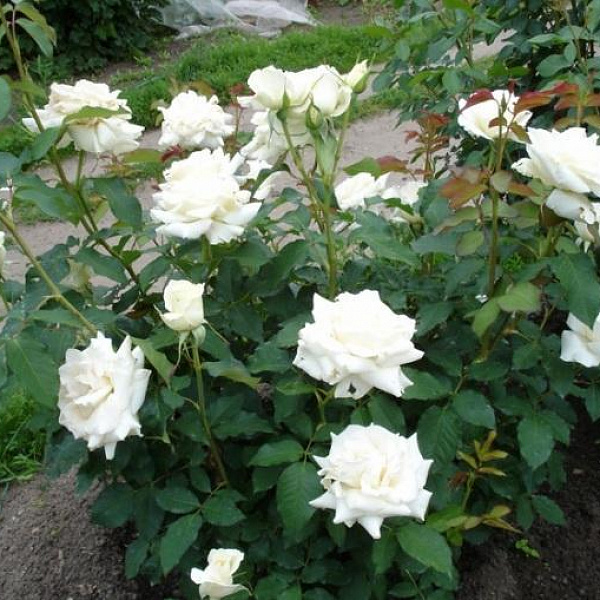 Роза чайно-гибридная Паскаль фото 2 