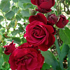 Роза плетистая Дон Жуан фото 1 