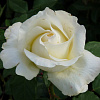 Роза чайно-гибридная Паскаль фото 1 